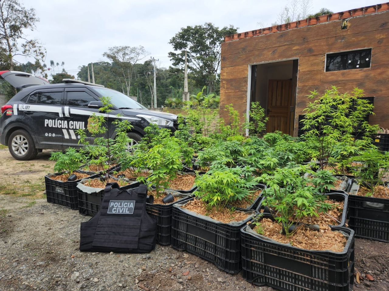 Homem Que Cultivava Maconha Em Estufa Preso Em Santa Catarina Clicrdc