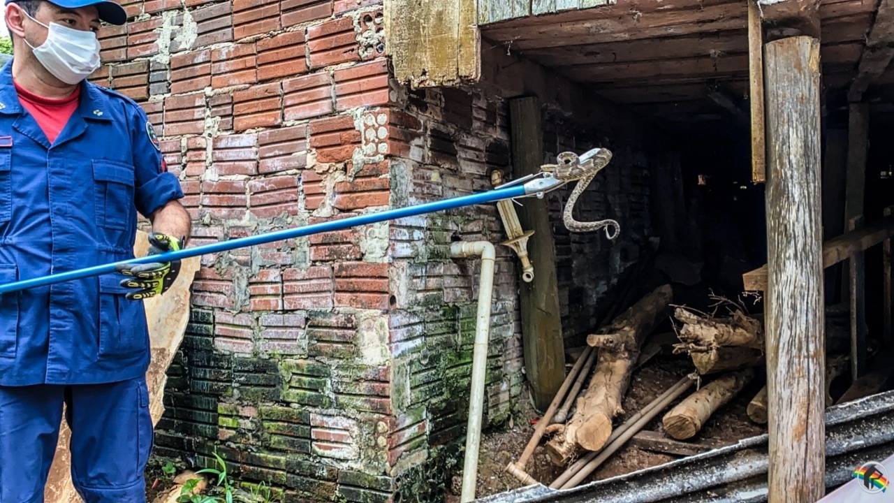 Cobra jararaca é encontrada em porão de residência no Oeste de SC