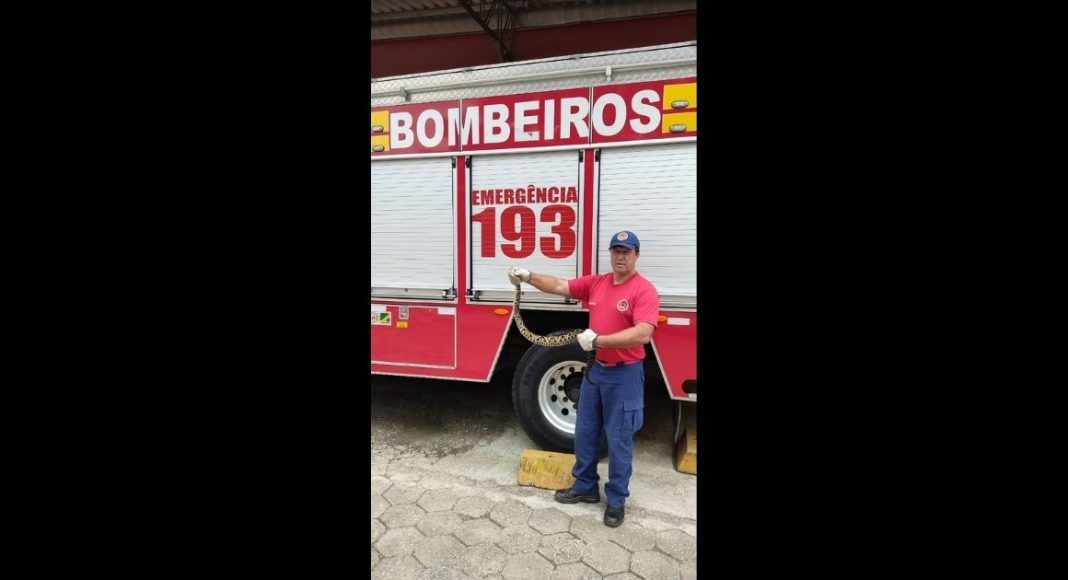 Bombeiros capturam jararaca próxima a uma casa em Santa Catarina