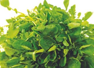 Agrião é dica; PLN busca aprovar recursos para Plano Safra 2021/2022