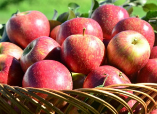 Abertura oficial da colheita da maçã; lançamento do Programa Conecta Agro SC