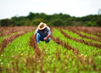 Boletim Agropecuário destaca elevação de preços pagos ao produtor; milho segue em alta