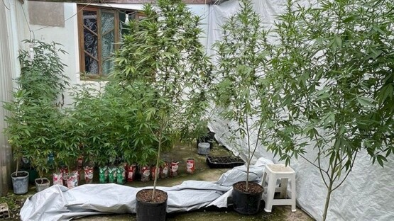 Homem é detido com plantação de maconha em residência de Santa Catarina