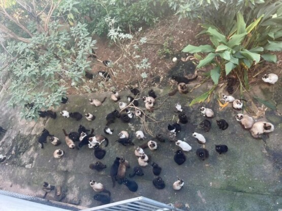 Polícia Civil indicia mulher que abandonou 125 gatos em condições de insalubridade em SC
