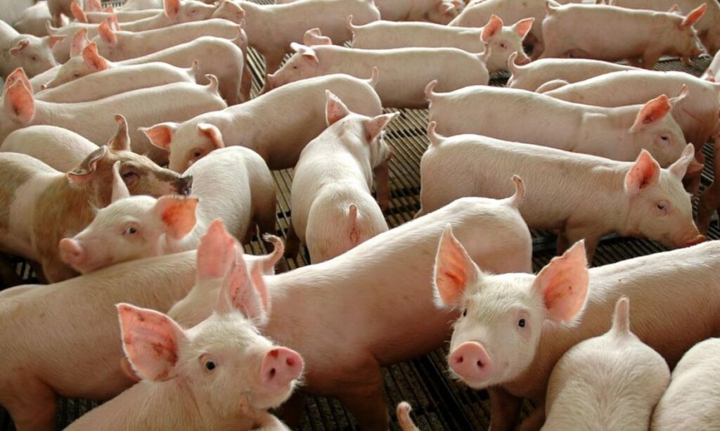 Aumento de 10,9%: Santa Catarina é o maior exportador de carne suína do Brasil 
