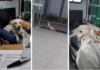 Amigo fiel: cachorro acompanha paciente em ambulância em SC