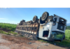 Caminhão de suínos tomba após colidir com caminhão baú e micro-ônibus na BR-282