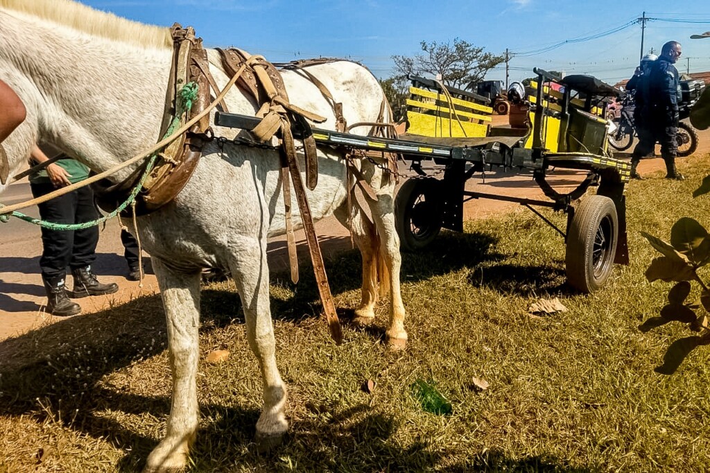 CCJ acata projeto que visa proibir circulação de veículos de tração animal em Santa Catarina