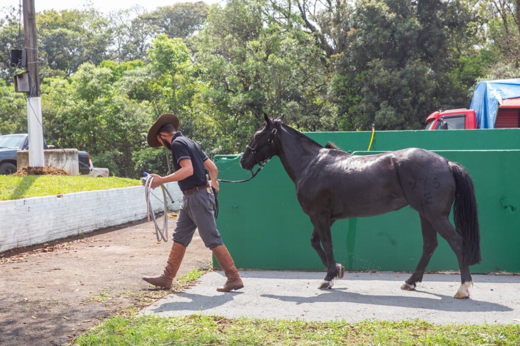 Animais começam a chegar no Parque da Efapi