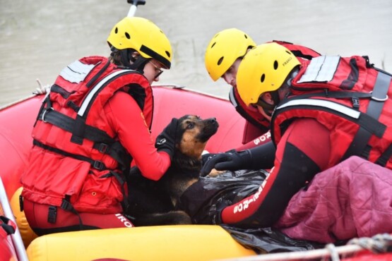 Cão deita sobre o dono para aquecê lo durante resgate das enchentes em Santa Catarina