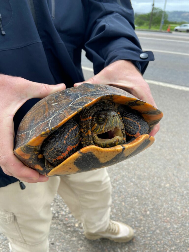 VÍDEO: PRF resgata tartaruga encontrada às margens de rodovia em SC