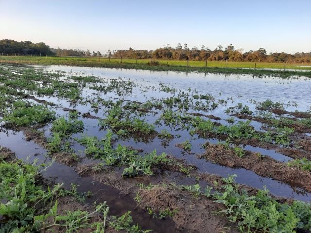 Chuvas em SC: perdas na agricultura ultrapassam R$ 1,6 bilhão
