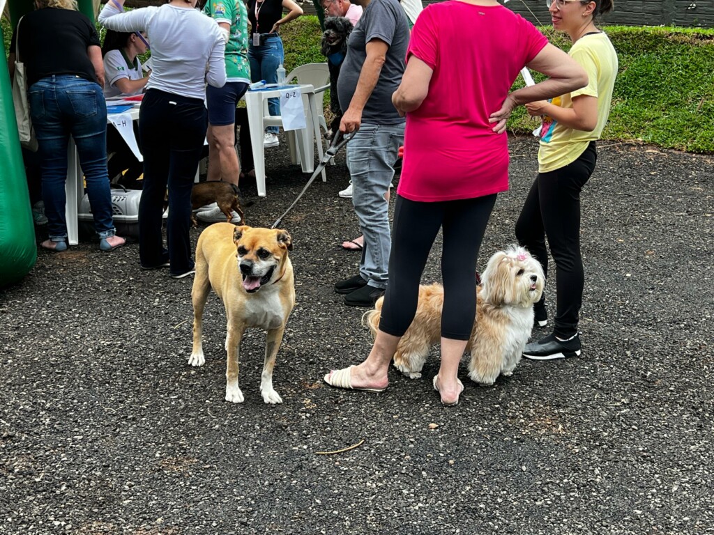 NAPA vacina cerca de 700 animais contra a raiva em Chapecó