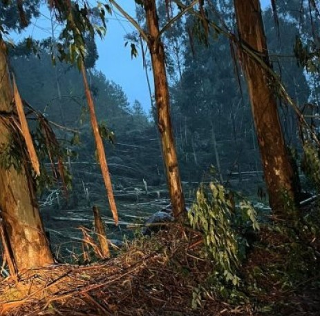 Defesa Civil confirma tornado no Oeste de Santa Catarina