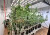 Polícia descobre estufas de maconha em imóveis de luxo em Santa Catarina