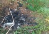 CRUELDADE: Cão carbonizado é encontrado durante combate a incêndio em SC; caso é tratado como maus-tratos