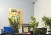 Polícia Civil descobre plantação de maconha e apreende arma no Oeste de SC