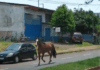 VÍDEO: Cavalo solto é registrado por condutor de veículo em Chapecó