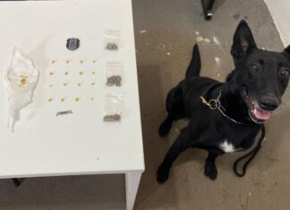 Guarda Municipal prende homem de 34 anos por tráfico de drogas em Chapecó