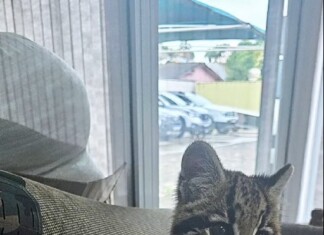 VÍDEO: Jaguatirica com sinais de domesticação é resgatada pela Polícia Militar Ambiental em residência de SC