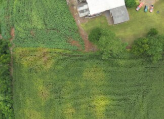 Idoso é encontrado em milharal após grande operação de busca do Corpo de Bombeiros no Oeste de SC