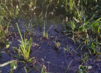 Prefeitura de Chapecó notifica responsáveis por vazamento de óleo em Lajeado São José