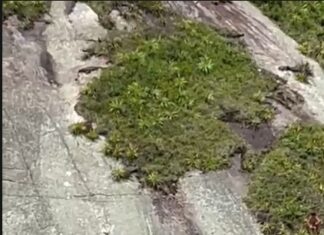 Homem fica ilhado em costão e é resgatado por helicóptero em SC