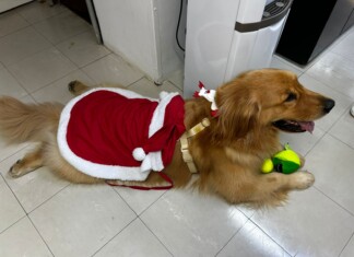 Cão terapeuta ajuda na recuperação de pacientes no Hospital de SC