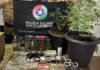 Operação Protetor apreende pés de maconha e skank em residência do Oeste de SC