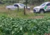 Corpo é encontrado com sinais de violência em plantação de morangas