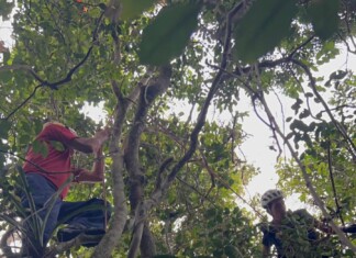 VÍDEO: Queda de parapente mobiliza Corpo de Bombeiros em área de mata em SC