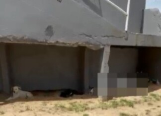 VÍDEO: Lealdade até o fim – cães permanecem ao lado de morador em situação de rua após morte em SC