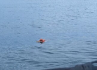 VÍDEO: Pescador é resgatado com vida após passar a noite à deriva segurado em porta de geladeira em SC