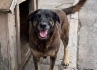 Cão Orelha: Polícia Civil indicia três pessoas por coação de testemunha durante investigação do caso