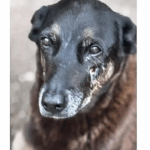 Caso Orelha: o que se sabe até agora sobre a morte do cão em SC