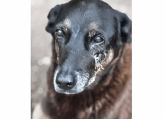 Caso Orelha: o que se sabe até agora sobre a morte do cão em SC