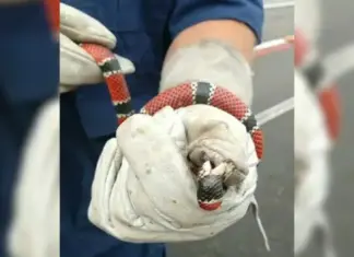 Saúde SC reforça cuidados para evitar acidentes com animais peçonhentos no período de chuvas