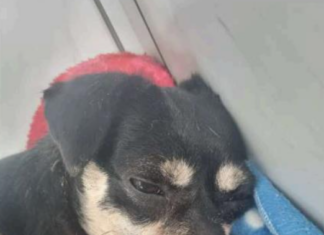 MPSC acompanha investigação do caso da cachorra resgatada após ser enterrada viva em condomínio em SC