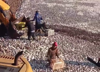 VÍDEO: Queda de energia provoca prejuízo de R$ 9 milhões a produtor de tilápias