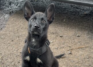 Conheça o Colt, Guarda Municipal de quatro patas em treinamento