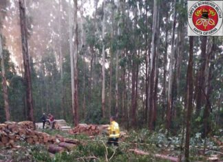Trabalhador morre ao ser atingido por eucalipto em área de interior de SC