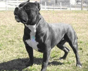 Pitbull é morto pela PM após atacar cães e ameaçar idosa no Oeste de SC