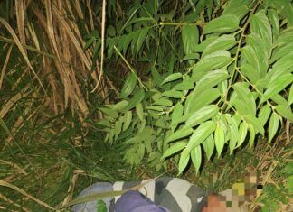 Idoso de 89 anos desaparece em área rural e é encontrado após buscas noturnas no Oeste de SC