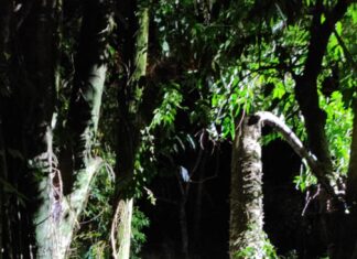 Veículo capota após sair da pista e vítima é ejetada do carro em Chapecó