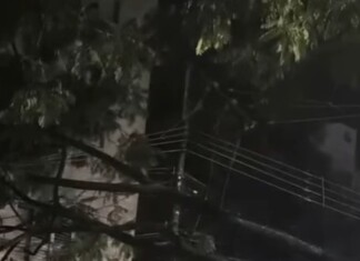 VÍDEO: Galho de árvore cai e interdita trecho de rua no Centro de Chapecó