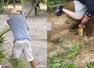 Idoso é preso após matar dois cães a golpes de machado em SC