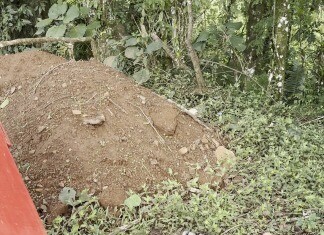 VÍDEO: Bombeiros capturam gambá em residência no Centro de município do Oeste de SC