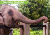 Elefanta asiática seguirá em parque de SC enquanto Justiça define destino definitivo