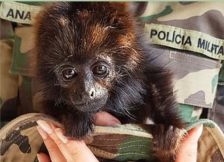 Macacos-prego invadem área urbana e acendem alerta da Polícia Ambiental no Oeste de SC