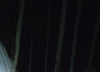 Motorista fica ferido após carreta sair da pista e cair em ribanceira